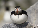 Atlantic Puffin (Fratercula Arctica) Maine  USA