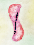 Magnetospirillum Bacteria  Showing the Chains of Magnetic Particles Inside  TEM  500NM