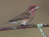 Purple Finch (Carpodacus Purpureus) Perched on a Branch in Victoria  British Columbia  Canada