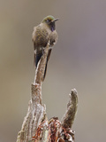 Blue-Mantled Thornbill (Chalcostigma Stanleyi) Perched on a Branch in Cajas National Park
