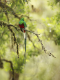 Resplendent Quetzal (Pharomachrus Mocinno)  Costa Rica