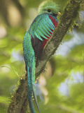 Quetzal  Costa Rica