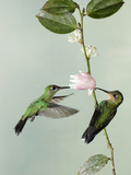 Green-Crowned Brilliants Nectaring and Pollinating at Ericaceae Flower (Heliodoxa Jacula)