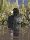 American Coot (Fulica Americana) on a Pond in Victoria  British Columbia  Canada