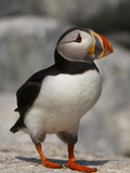 Atlantic Puffin (Fratercula Arctica)  Maine  USA