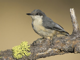 Pygmy Nuthatch (Sitta Pygmaea) Perched on a Branch  Oregon  USA