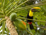 Chestnut-Mandibled Toucan Eating Papaya Fruits (Ramphastos Swainsonii)  Costa Rica