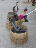 Snake Charmers Baskets Containing Cobras  Jaipur  India