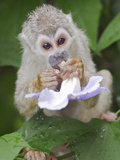 A Squirrel Monkey Perched in a Tree Eating a Flower in Amazonian Ecuador