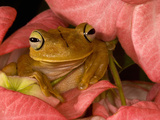 Gladiator Tree Frog (Hyla Rosenbergii)  Costa Rica