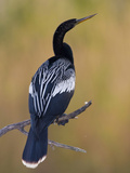 Anhinga (Anhinga Anhinga) in South Texas  USA