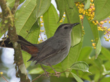 Grey Catbird  Costa Rica
