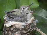 Anna's Hummingibrd (Calypte Anna) Chicks are Almost Too Big to Fit in the Tiny Nest  Irvine