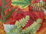 Fall Leaves of Red Maple and Five Finger or Maidenhair Ferns