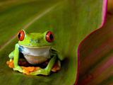 Red-Eyed Tree Frog (Agalychnis Callidryas)  Costa Rica