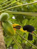 Chestnut-Mandibled Toucan Eating Papaya Fruits (Ramphastos Swainsonii)  Costa Rica
