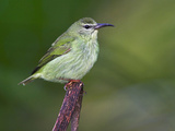 Red-Legged Honeycreeper  Costa Rica