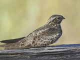 Common Nighthawk (Chordeiles Minor)  Victoria  British Columbia  Canada