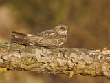 Anthony's Nightjar (Caprimulgus Anthonyi) Perched on a Branch Near the Coast of Ecuador