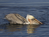 Brown Pelican (Pelecanus Occidentalis) with a Pouch Full of Seaweed Holding Lots of Small Fish