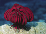 Red Feather Star or Crinoid (Himerometra Robustipinna)  Papua New Guinea