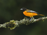 Male Baltimore or Northern Oriole (Icterus Galbula)  Costa Rica