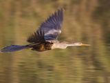 Anhinga Flying (Anhinga Anhinga) in South Texas  USA