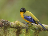 Black-Chinned Mountain-Tanager (Anisognathus Notabilis) Perched on a Branch