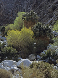 California Fan Palms and Cottonwoods  Guadalupe Canyon  Baja California  Mexico