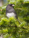 Dark-Eyed Junco (Junco Hyemalis)  New Hampshire  USA