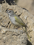 Green-Tailed Towhee (Pipilo Chlorurus) in Oregon  USA