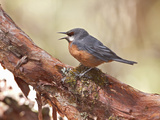 Giant Conebill (Oreomanes Fraseri) Singing on a Branch in a Polylepis Forest