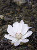 Bitter Root Flower (Lewisia Rediviva)  Rome  Oregon  USA