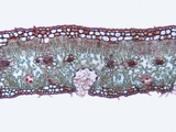 Cross-Section of an Oleander (Nerium Oleander) Leaf Showing the Recessed Stomates  LM X100