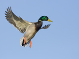 Mallard Duck (Anas Platyrhynchos) Flying