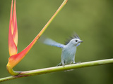 Blue-Gray Tanager Alights on a Heliconia Stem (Thraupis Episcopus)  Costa Rica