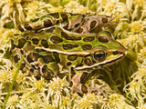 Northern Leopard Frog (Rana Pipiens)