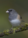 A Dark-Eyed Junco (Junco Hyemalis) Perches on a Mossy Branch in Victoria  British Columbia
