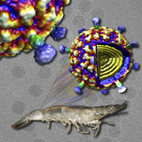 The Infectious Myonecrosis Virus (Imnv)