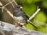 Dark-Eyed Junco (Junco Hyemalis)  New Hampshire  USA