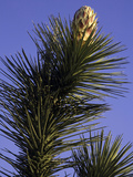 Joshua Tree (Yucca Brevifolia) Blooming  Joshua Tree National Park  California  USA