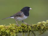 Dark-Eyed Junco (Junco Hyemalis) Perched on a Mossy Branch in Victoria  British Columbia  Canada