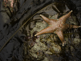 Leather Star (Dermasterias Imbricata) in a Tide Pool  Enderts Beach  Redwood National Park