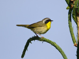 Male Common Yellowthroat (Geothlypis Trichas)