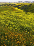 Spring Wildflowers in Lost Hills  California  USA