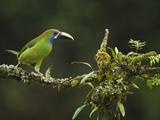 Emerald Toucanet (Aulacorhynchus Prasinus)  Costa Rica