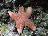 Cushion or Granulated Sea Star (Choriaster Granulatus)  Papua New Guinea
