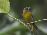 Dusky-Faced Tanager (Mitrospingus Cassinii) Perched on a Branch at the Rio Palenque Reserve