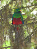 Resplendent Quetzal  Costa Rica
