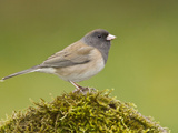 Dark Eyed Junco (Junco Hyemalis) Perched on a Branch in Victoria  British Columbia  Canada